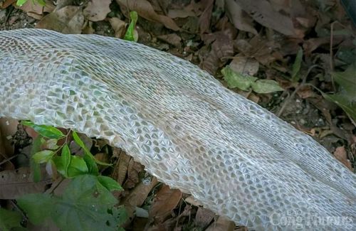 Căn cứ vào dấu vết hoa văn trên da, người dân sống tại địa phương cho rằng đây là da của rắn hổ mây trước đây vốn có nhiều trên núi Cấm