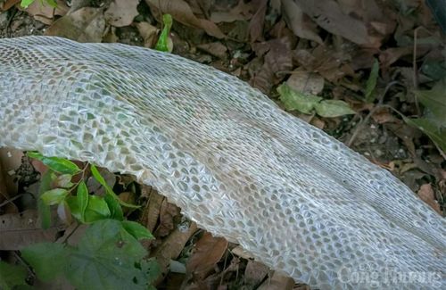 Căn cứ vào bộ da rắn, anh V. Sơn phỏng đoán nó có thể thuộc về một con rắn hổ mây (hay còn gọi hổ mang chúa). Nếu đó thực sự là rắn hổ mây thì đây là cá thể động vật hoang dã quý hiếm, có nguy cơ tuyệt chủng nên được giới chức trách nỗ lực bảo tồn. Ảnh: Công thương.