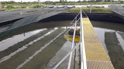 Dự án nuôi tôm có trách nhiệm được lựa chọn vào giai đoạn 2 của Chương trình CFA. Ảnh minh họa