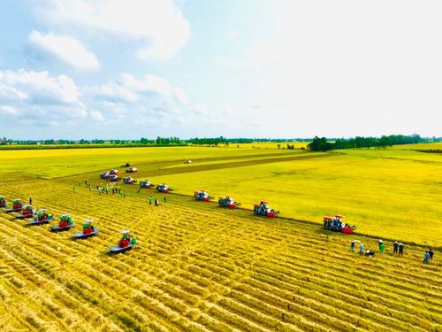 Ngành lúa gạo Việt Nam mang kỳ vọng lớn với Đề án phát triển 1 triệu ha lúa chuyên canh