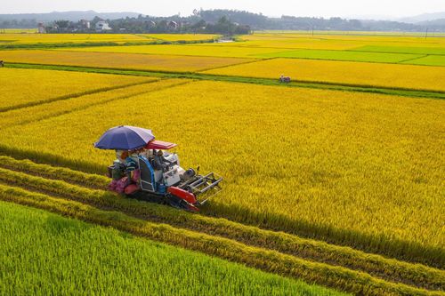 Ngành lúa gạo không chỉ hướng tới chất lượng cao, tăng trưởng xanh mà còn cần đa giá trị để tăng thu nhập cho người nông dân (Ảnh: QBO)