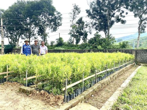 Một vườn ươm giống cây đàn hương tại Việt Nam.