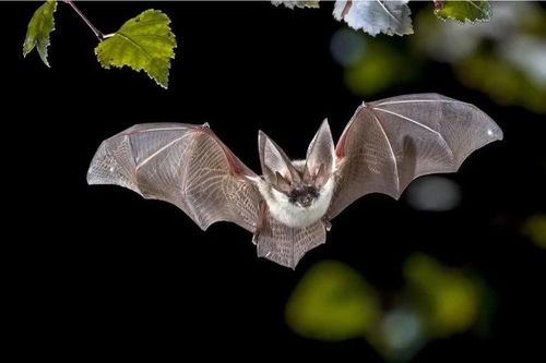 Dơi là vật trung gian lây truyền nhiều loài virus nguy hiểm. Ảnh: Rudmer Zwerver/Shutterstock.
