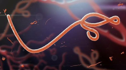 Virus Ebola được phát hiện nhiều ở các quốc gia châu Phi. Ảnh: CDC.