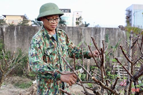 Cũng theo ông Huy, do việc chăm sóc mất nhiều thời gian, công sức nên ông chỉ chọn những gốc đào khỏe, dáng đẹp, nhiều năm tuổi, có khả năng phục hồi nhanh sau khi trồng lại. Hiện tại, ông đã thu gom và trồng mới được hơn 150 gốc, những ngày tới gia đình ông sẽ tiếp tục gom đào về trồng.