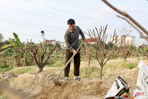 Với hơn 7 năm kinh nghiệm trồng đào, ông Nguyễn Văn Thanh (phường Nguyễn Du, TP Hà Tĩnh) cho biết: "Đối với việc trồng đào thì việc cắt tỉa cành là bước rất quan trọng, giúp cây không lãng phí chất dinh dưỡng nuôi cành, từ đó giúp cây có cành mới mập mạp, nhiều chồi lộc và nhiều hoa hơn. Ngoài ra, việc trồng, chăm sóc đào phải đảm bảo đúng quy trình, kỹ thuật ngay từ những ngày đầu để đảm bảo sự phát triển, sinh trưởng của cây".