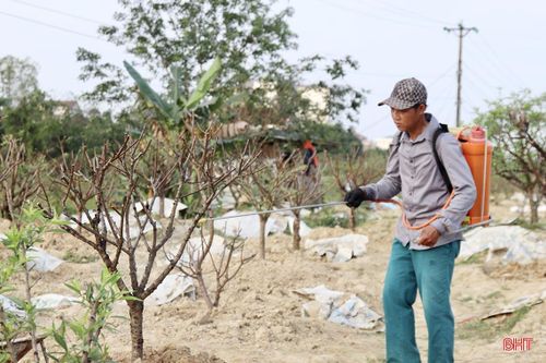Đào sau khi được trồng cẩn thận sẽ được nhà vườn tưới nước để cây sớm bén rễ, phát triển.
