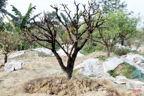 Ông Trần Văn Tuấn (thôn Kim Sơn, xã Lưu Vĩnh Sơn) cho biết: "Tranh thủ những ngày trời nắng đẹp sau tết, tôi và các nhà vườn khác trên địa bàn thôn đã khẩn trương đi thu mua lại các gốc đào khách đã chơi tết xong về trồng lại. Từ mồng 7 tết đến nay, tôi đã mua lại được hơn 160 gốc, với giá từ 150 - 400 nghìn đồng/gốc. Hy vọng năm nay thời tiết thuận lợi để đào ra hoa, nở đúng dịp để bà con bán được giá cao".