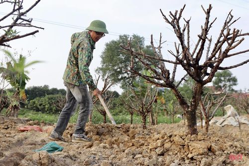 Ông Trương Xuân Huy (phường Thạch Linh, TP Hà Tĩnh) cho biết: "Năm nay, vườn đào của gia đình tôi trồng hơn 200 gốc, may mắn thời tiết thuận lợi nên hoa nở đúng dịp tết, khách hàng vào tận vườn thu mua hết. Để có đào phục vụ thị trường năm sau, ngay từ mồng 6 tết, tôi tranh thủ thu gom các cây đào đã chơi tết xong của khách quen về trồng".