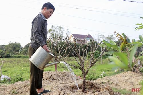 Từ sau tết Nguyên đán đến nay, ông Thanh đã thu gom và trồng mới được gần 200 gốc. Hiện tại, ông vẫn đang liên hệ các chỗ quen để gom đào về trồng.