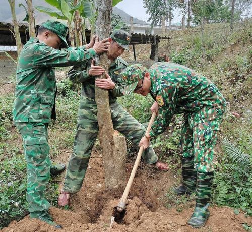 Cán bộ, chiến sĩ Đồn Biên phòng Phiêng Pằn, BĐBP Sơn La trồng cây than gỗ quanh đơn vị. Ảnh: Quàng Hùng