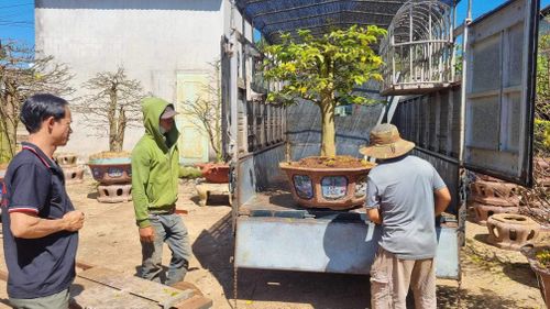 Để mai phát triển tốt nở hoa đúng dịp, đòi hỏi người chăm phải có kinh nghiệm.