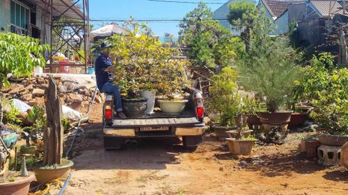 Sau Tết, nhiều người chơi mai tìm đến các nhà vườn nhờ chăm cây.