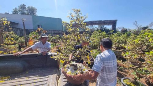 Dịch vụ chăm mai sau Tết hút khách.