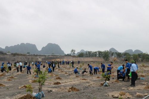 Hàng trăm cán bộ, công nhân ngành than tham gia trồng cây Lát hoa và Sồi phảng tại khai trường vỉa 14 của Công ty Cổ phần than Núi Béo - Vinacomin
