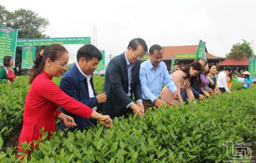 Lãnh đạo các sở, ngành của tỉnh và TP. Thái Nguyên tham gia hái chè tại Lễ hội.