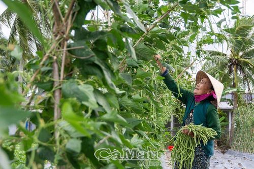 NCT tại Cà Mau tích cực trong mọi hoạt động ở địa phương. (Trong ảnh: Bà Lê Thị Lùng, Ấp Chánh, xã Lý Văn Lâm, TP Cà Mau trồng hoa màu trong vườn nhà để tăng thu nhập gia đình). Ảnh LÊ TUẤN