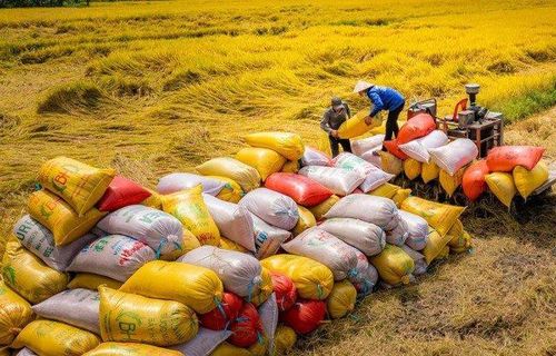 Nông dân mở rộng quy mô sản xuất, liên kết với doanh nghiệp để phát triển chuỗi giá trị lúa gạo bền vững. Ảnh: T.Long.
