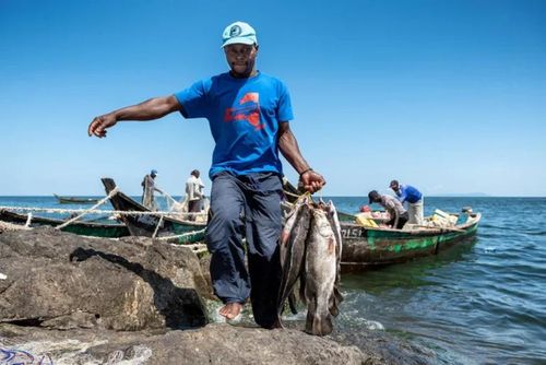 Tuy nhỏ nhưng đảo Migingo lại có lượng thủy sản trù phú, dân số ở đây lên tới hơn 500 người.