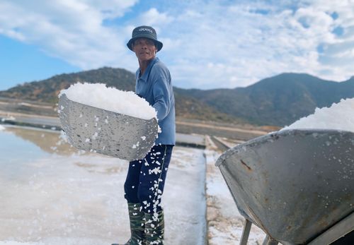 Ông Nguyễn Chánh (ở xã Tri Hải, huyện Ninh Hải) thu hoạch muối.