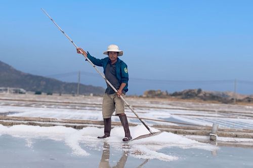 Anh Nguyễn Thanh Hải cào muối thành đống.