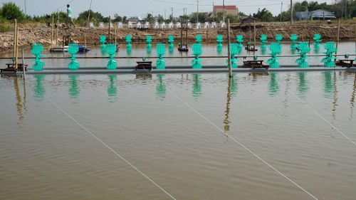 Tiết kiệm điện trong nuôi tôm ở Sóc Trăng. Ảnh: Hải Yến/BNEWS/TTXVN