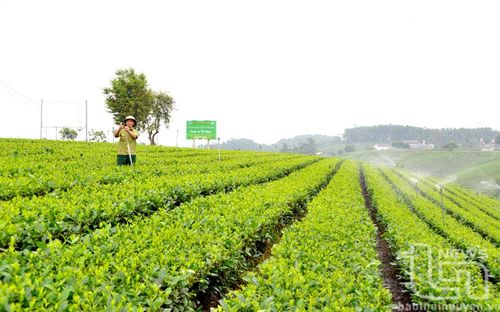 Người dân xóm Cầu Đá, xã Hoàng Nông (Đại Từ), tích cực chăm sóc nương chè để phục vụ hội thi "Bàn tay vàng hái chè nhanh".