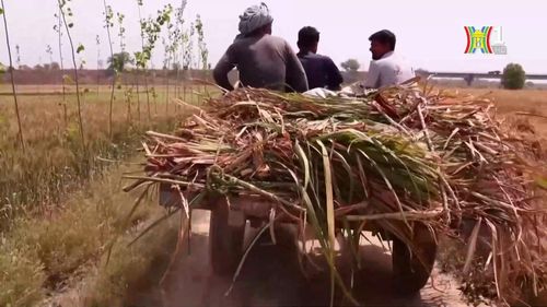 Cử tri trẻ Ấn Độ cũng mong muốn chính phủ mới sẽ có những chính sách giải quyết vấn đề đảm bảo giá nông sản cho nông dân.