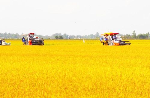 Đề án hướng tới một ngành hàng lúa gạo minh bạch, trách nhiệm và bền vững. Ảnh: Thanh Hương/BNEWS/TTXVN
