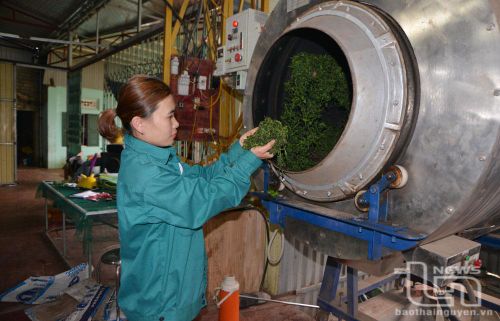Hợp tác xã chè Hoàng Nông đã đầu tư máy móc, thiết bị vào sản xuất nhằm nâng cao chất lượng sản phẩm chè.