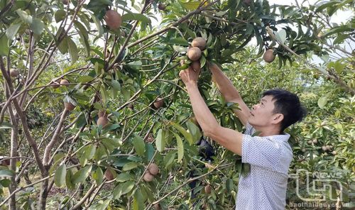 Anh Lê Văn Trọng (ở tổ dân phố Tân Yên, thị trấn Quân Chu) chăm sóc vườn cây hồng xiêm của gia đình.