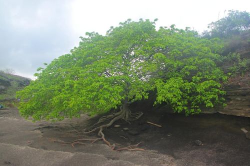 Mọi bộ phận của cây Manchineel đều độc, đặc biệt là nhựa của nó, chứa nhiều chất độc, trong đó có Phorbol.