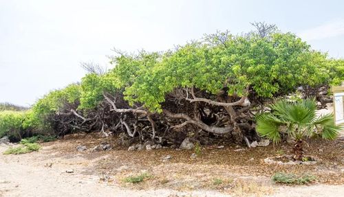 Strickland và bạn của cô may mắn chỉ ăn một lượng nhỏ quả Manchineel nên vẫn sống sót. Tuy nhiên, trải qua những cảm giác đau đớn và khó chịu với triệu chứng của độc tính từ cây Manchineel, họ nhận ra sự nguy hiểm của loài cây này.