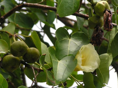 Ngay cả khi trời mưa, những giọt nước từ cây cũng có thể gây bỏng da.