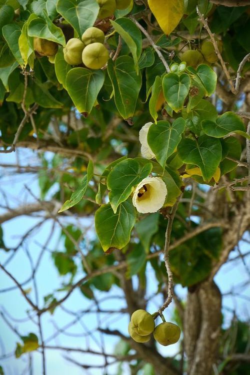 Cây Manchineel đóng vai trò quan trọng trong hệ sinh thái nhưng lại nguy hiểm đối với con người.
