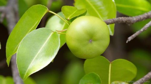 Tuy nhiên, gỗ của nó được sử dụng để sản xuất đồ nội thất và vỏ cây được sử dụng trong y học dân gian và làm nguyên liệu trong thuốc trừ sâu và giảm đau tự nhiên.
