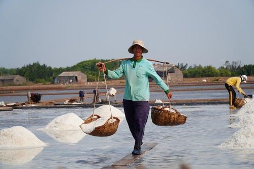 Giá muối giảm so với năm ngoái, nhiều diêm dân ở Bến Tre lao đao.