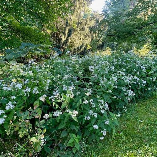 3. Cây White snakeroot: Loài cây này có độc tính mạnh mẽ, có khả năng gây ra hiện tượng nhiễm độc sữa bò.