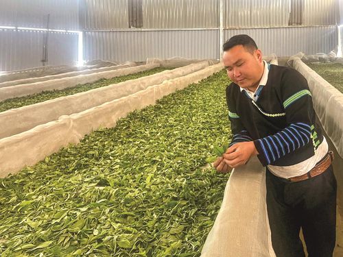 A Tủa đã nghĩ cách hồi sinh “báu vật” trà Shan Tuyết cổ thụ theo hướng sản xuất tập trung, chuyên nghiệp hóa.