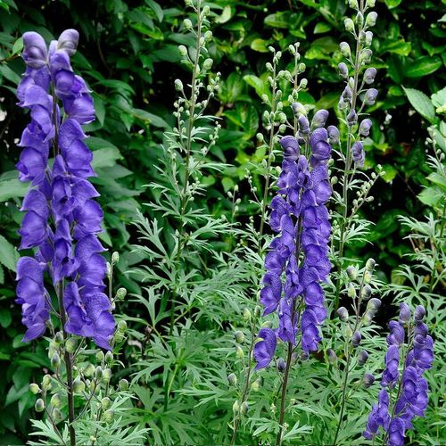 4. Aconitum Napellus (cây phụ tử): Còn được biết đến như "nữ hoàng độc dược", loài cây này chứa độc tố Aconitine, có thể gây ra các triệu chứng như tiết nhiều nước bọt, nôn mửa, tiêu chảy và thậm chí là tử vong.