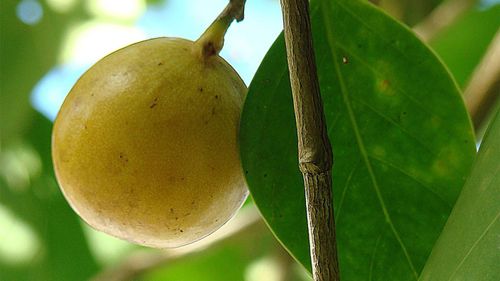 1. Manchineel: Là một trong những loài cây nguy hiểm nhất hành tinh và được biết đến như "quả táo nhỏ của thần chết", loài cây này chứa chất độc gây tử vong ở mọi bộ phận, bao gồm quả, vỏ, và lá.