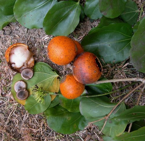 6. Strychnos nux-vomica (cây mã tiền): Cây này chứa chất độc strychnin và brucin trong hạt, hoa và vỏ, có thể gây ra các triệu chứng như cơn co giật dữ dội và tử vong nếu tiếp xúc hoặc ăn phải.