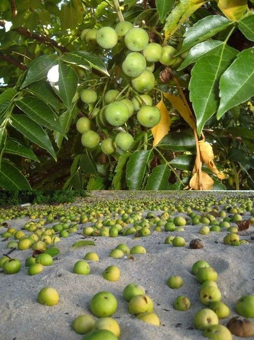 Tiếp xúc với bất kỳ phần nào của cây đều có thể gây nguy hiểm và thậm chí gây tử vong.