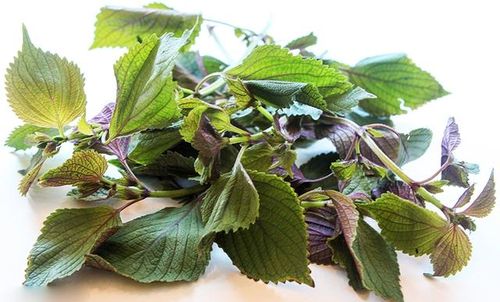 Tía tô một vị thuốc có tác dụng tốt với sức khỏe, trong đó có bệnh gout