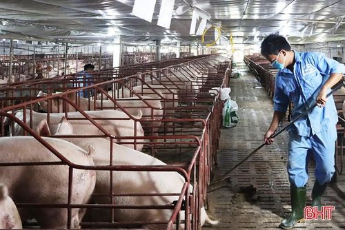 Hoạt động sản xuất tại Công ty CP Chăn nuôi Mitraco Hà Tĩnh còn gặp khó khăn.