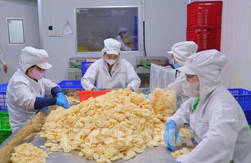Công nhân sơ chế củ sen tại Nhà máy của Công ty cổ phần Thực phẩm Sen Đại Việt (huyện Tháp Mười). Ảnh: Nhựt An - TTXVN