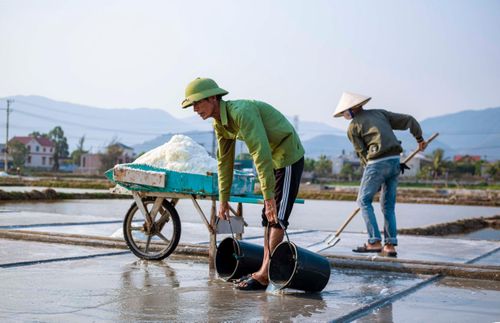 Đưa tay lau đi những giọt mồ hôi chảy dài trên gương mặt đen sạm vì nắng, vì hơi muối, ông Phạm Thiến, trú xã Quảng Phú cho biết, việc sản xuất chịu sự chi phối của thời tiết nên nắng càng gắt, hạt muối làm ra càng đẹp, mặn và trắng. Sản lượng mỗi vụ sản xuất luôn có biến động.