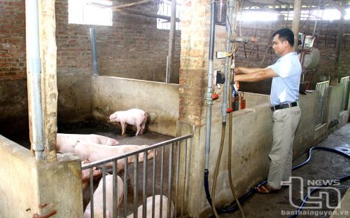 Ông Nguyễn Viết Tính (ở xóm Sỏi, xã Hà Châu, Phú Bình) chăm sóc đàn lợn của gia đình.