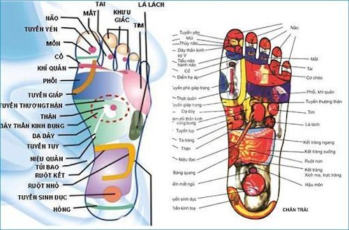 Hình ảnh này hiển thị các điểm bấm huyệt trên bàn chân, theo lý thuyết, tương ứng với các bộ phận khác của cơ thể và khi ấn hoặc xoa bóp, có thể thúc đẩy quá trình lành vết thương.