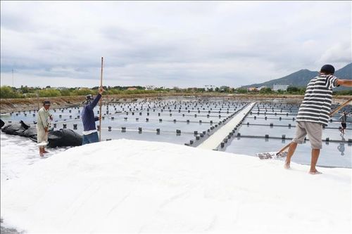 Ước tính cả phường Ninh Diêm, thị xã Ninh Hòa (Khánh Hòa) còn khoảng 2.000 tấn muối chưa bán được khiến diêm dân gặp nhiều khó khăn. Ảnh: Đặng Tuấn/TTXVN